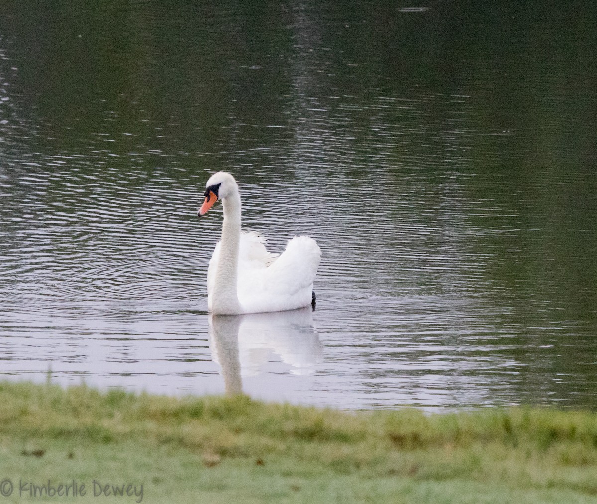 Mute Swan - Kimberlie Dewey