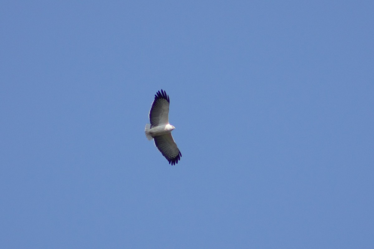 Mantled Hawk - ML108813601