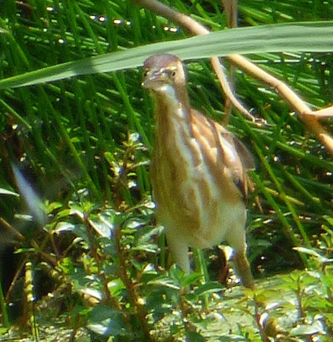 Least Bittern - ML108814011