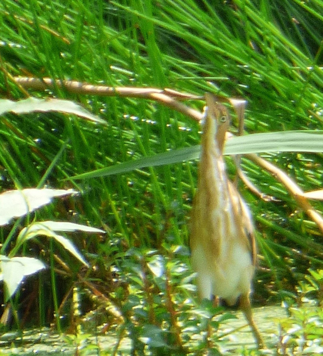 Least Bittern - ML108814201