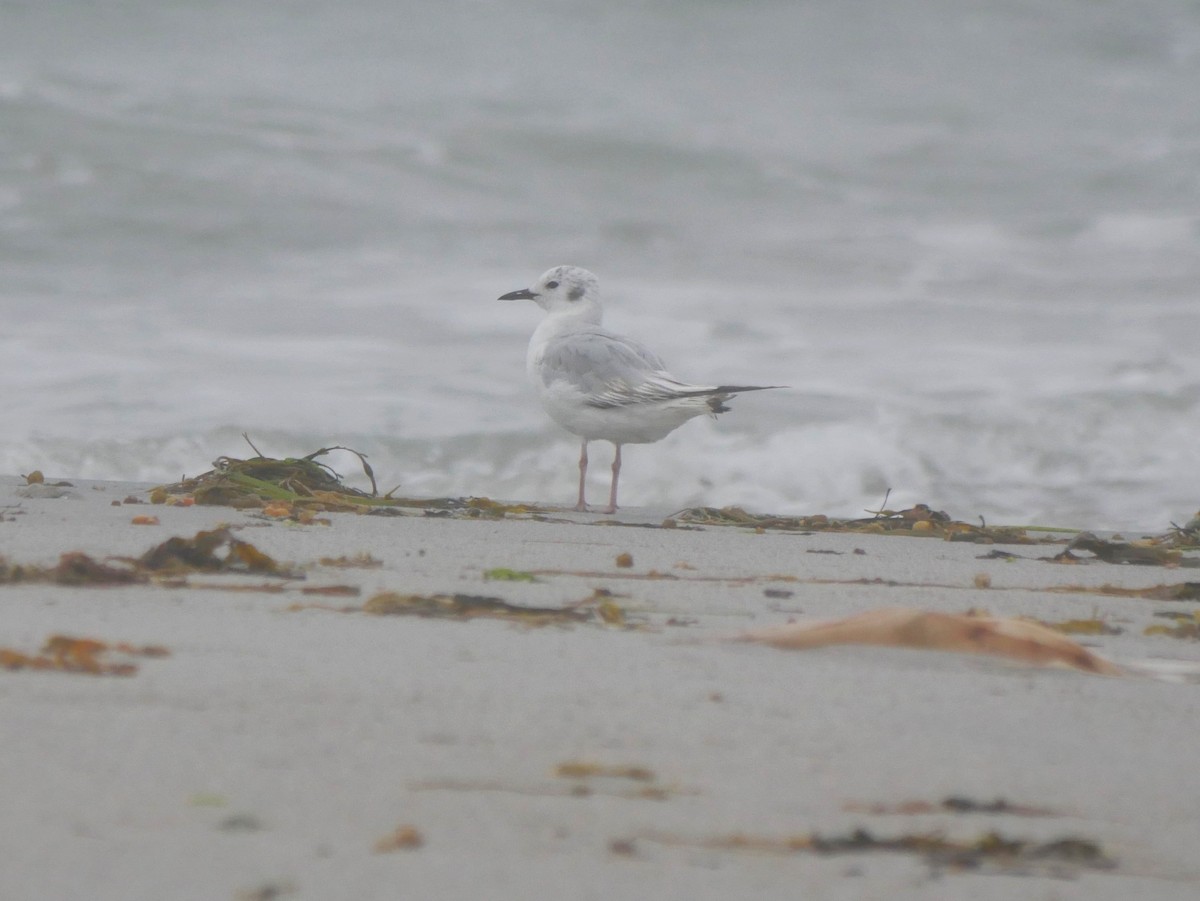 Mouette de Bonaparte - ML108814511