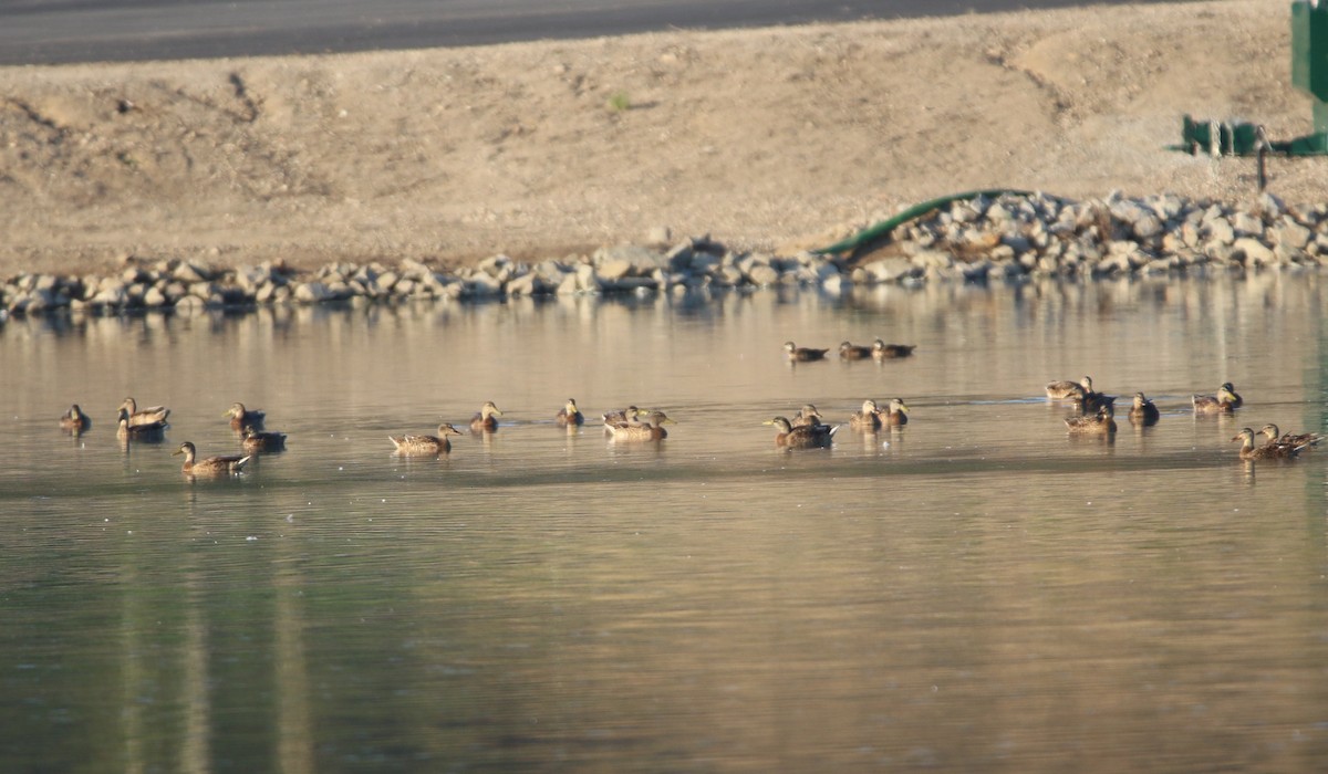 Canard colvert - ML108814901