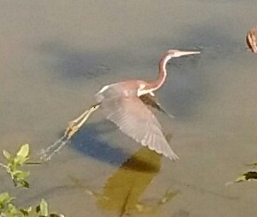 Tricolored Heron - ML108815201