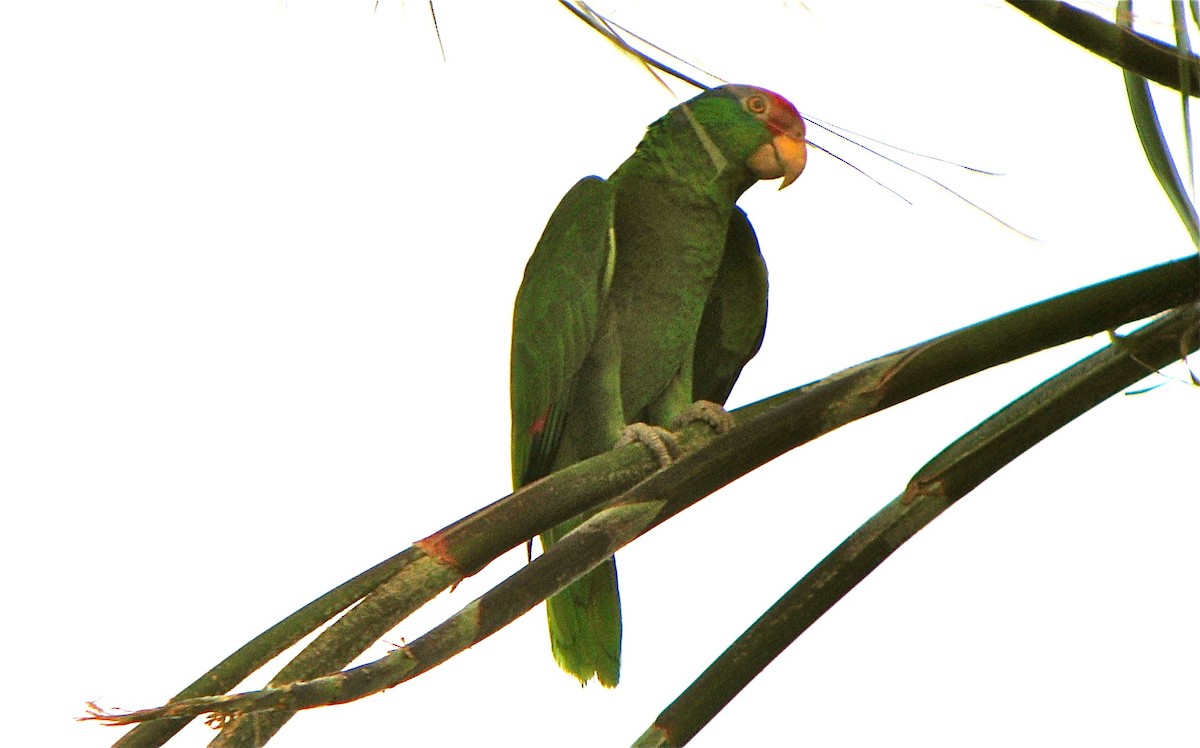 Red-crowned Parrot - ML108819331