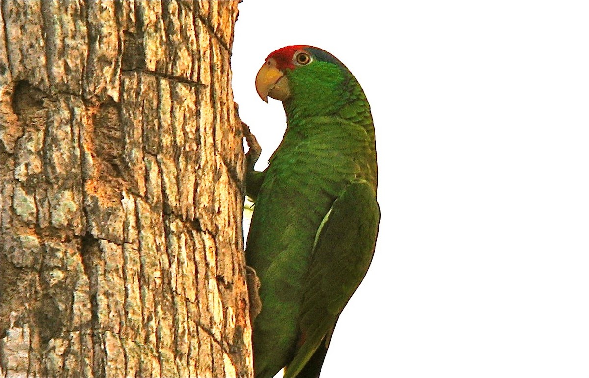Red-crowned Parrot - ML108819351