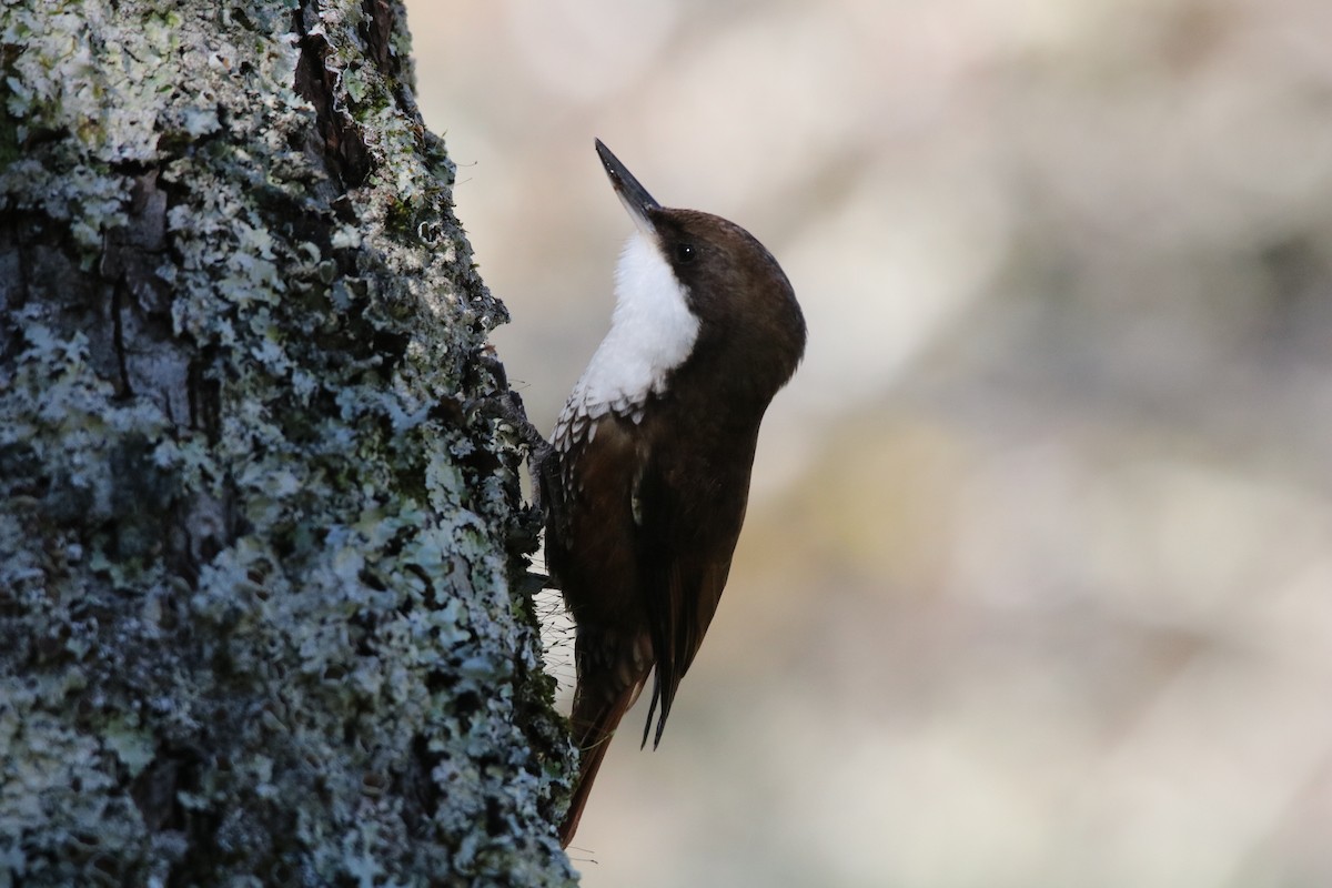 White-throated Treerunner - ML108820601