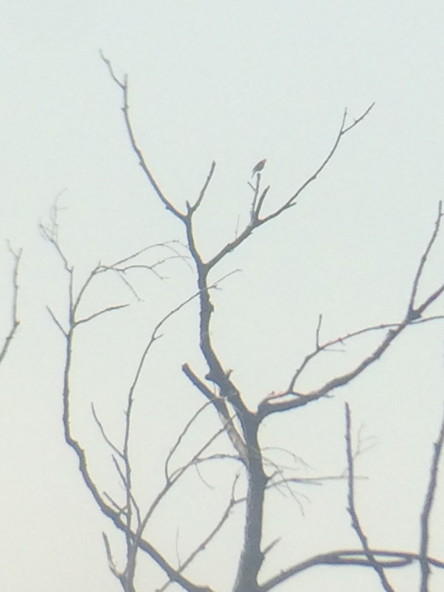 Veery - ML108820671