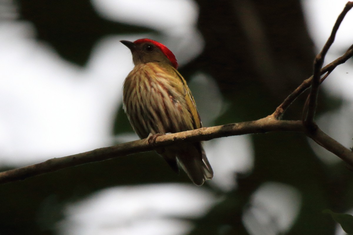 Kinglet Manakin - ML108820971