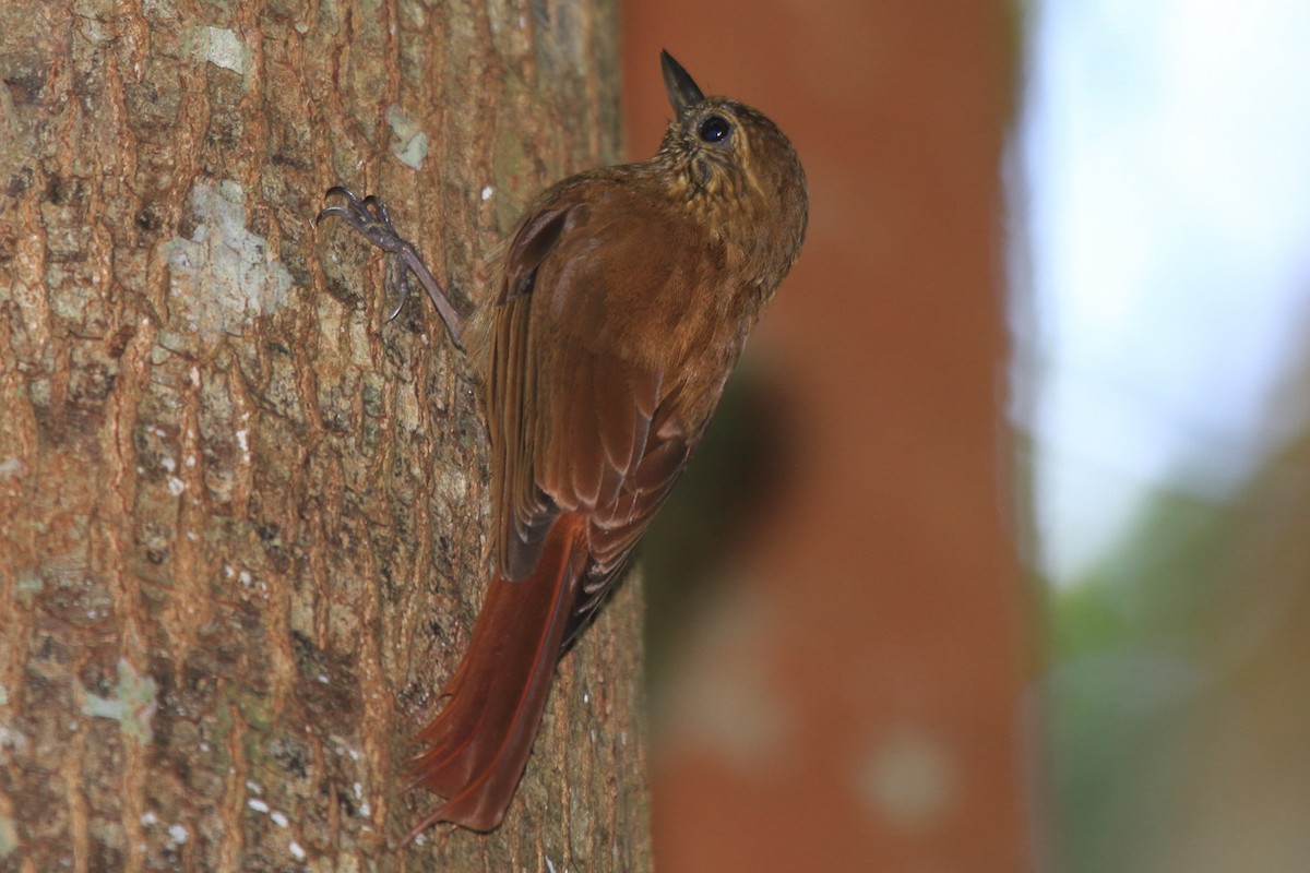 Wedge-billed Woodcreeper - Fabio Olmos