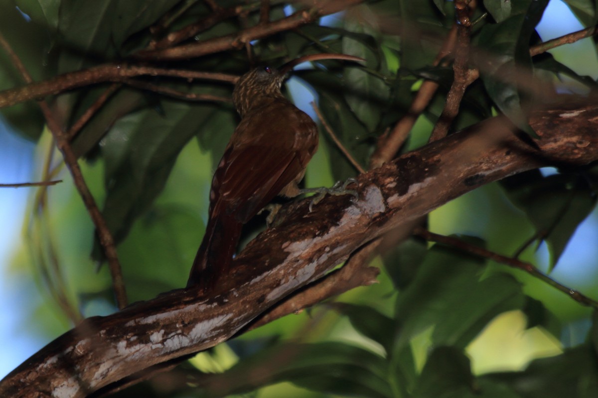 Red-billed Scythebill - ML108821011