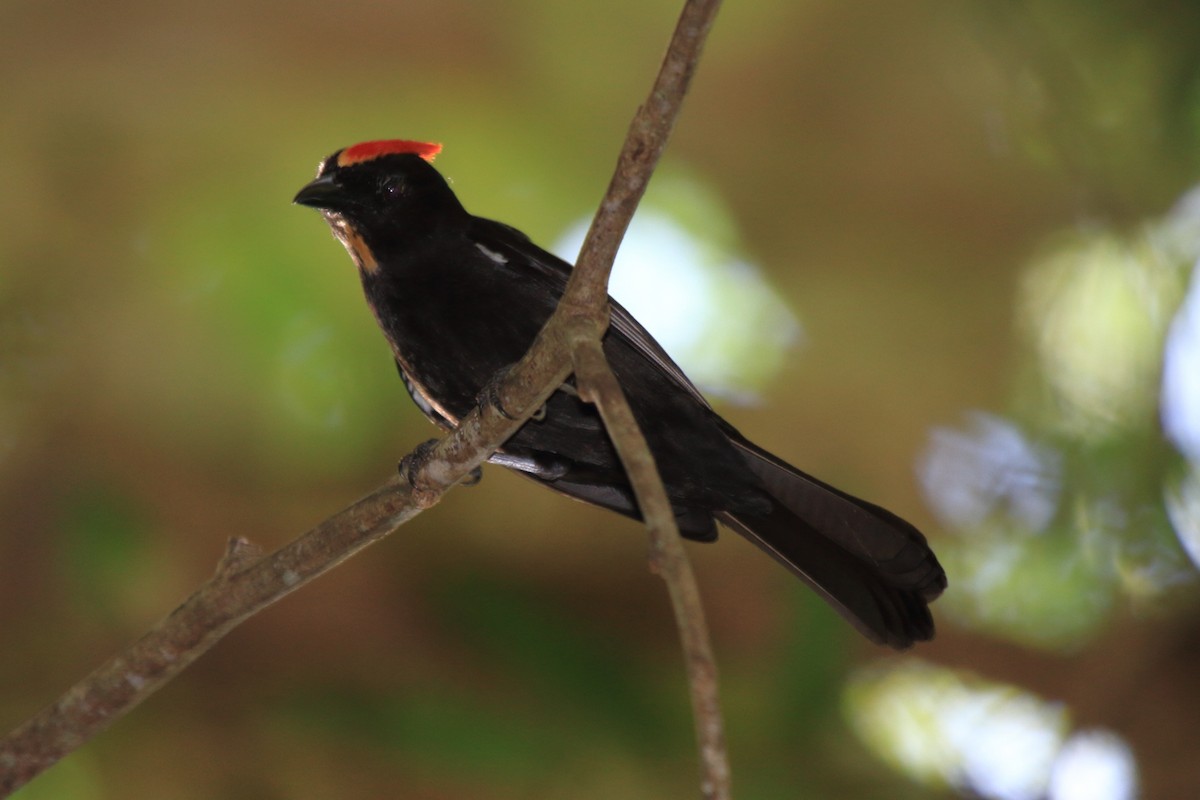 Flame-crested Tanager - ML108821041