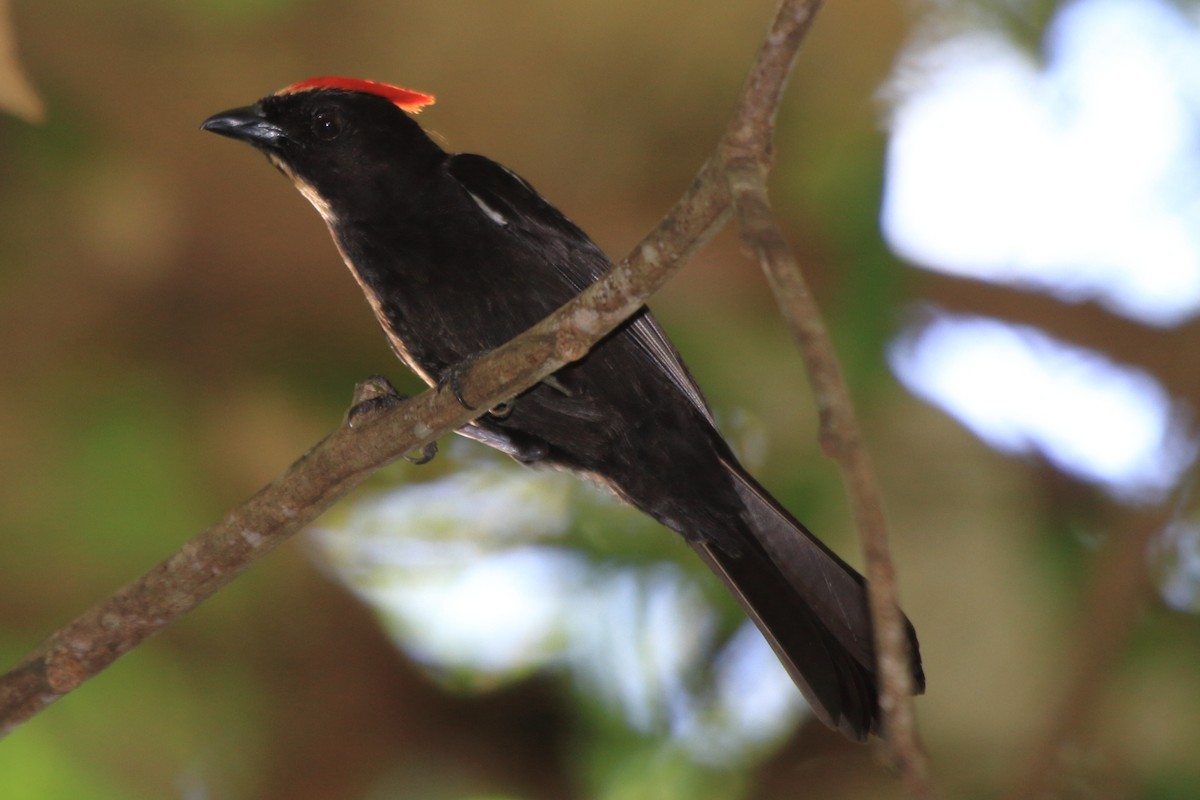 Flame-crested Tanager - ML108821051