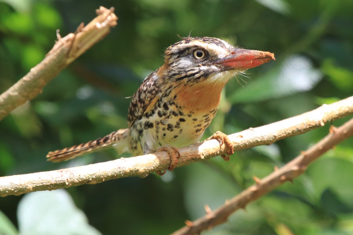 Spot-backed Puffbird (Spot-backed) - ML108821081