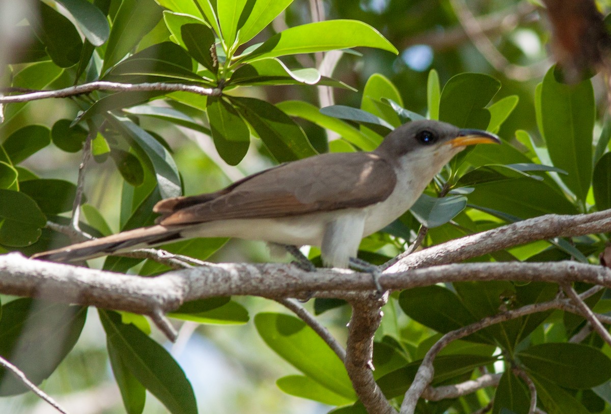 Yellow-billed Cuckoo - ML108821181