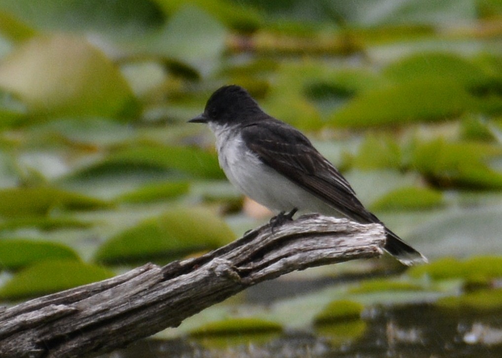 Eastern Kingbird - John Whitehead