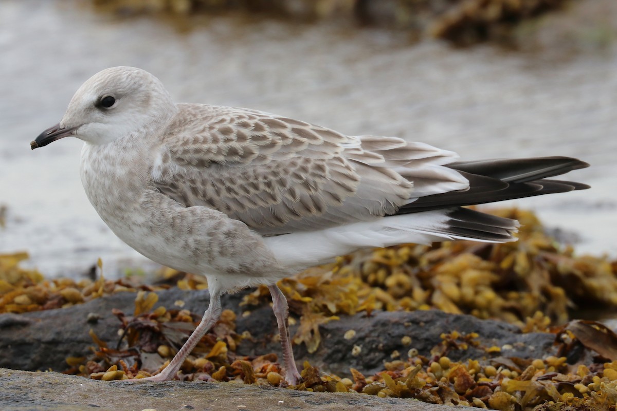 Common Gull (European) - ML108822991