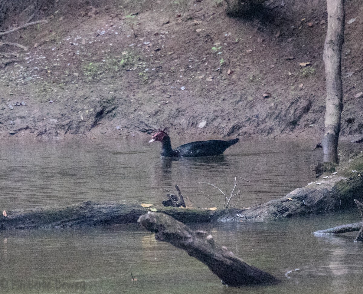 Canard musqué (forme domestique) - ML108823371