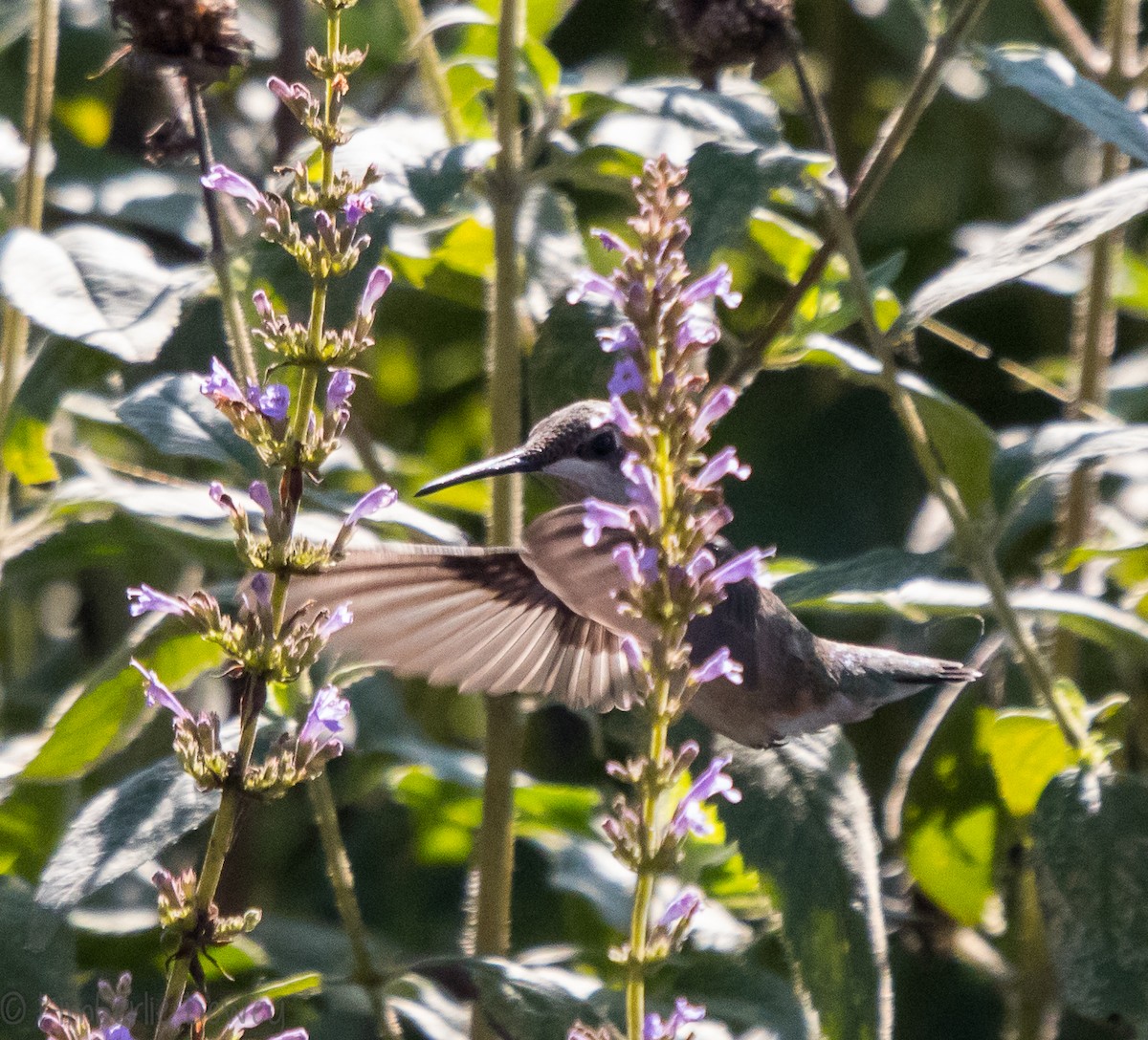 Ruby-throated Hummingbird - Kimberlie Dewey