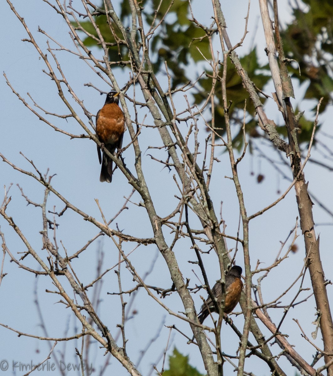 American Robin - ML108823721