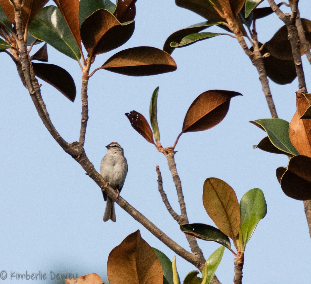 Chipping Sparrow - ML108823751