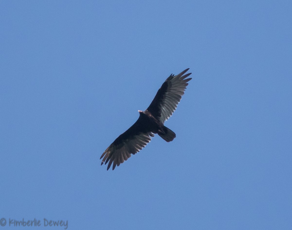 Turkey Vulture - ML108823871