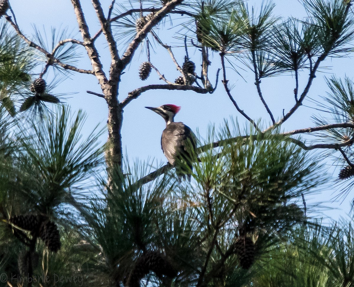 Pileated Woodpecker - ML108823891