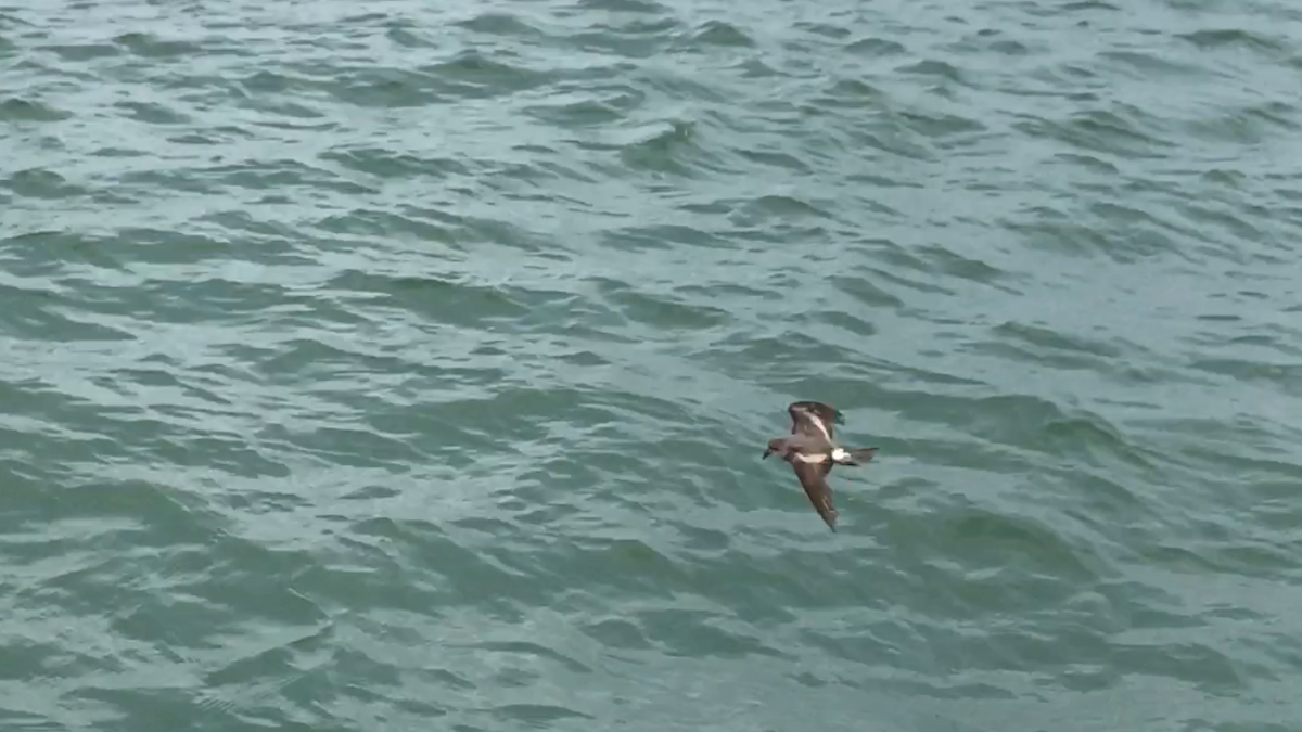 Leach's Storm-Petrel - ML108826031