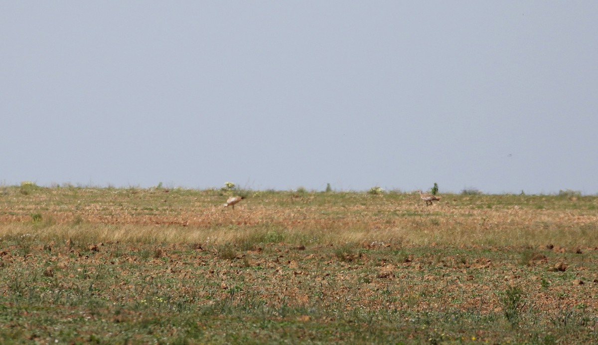 Great Bustard - ML108828231