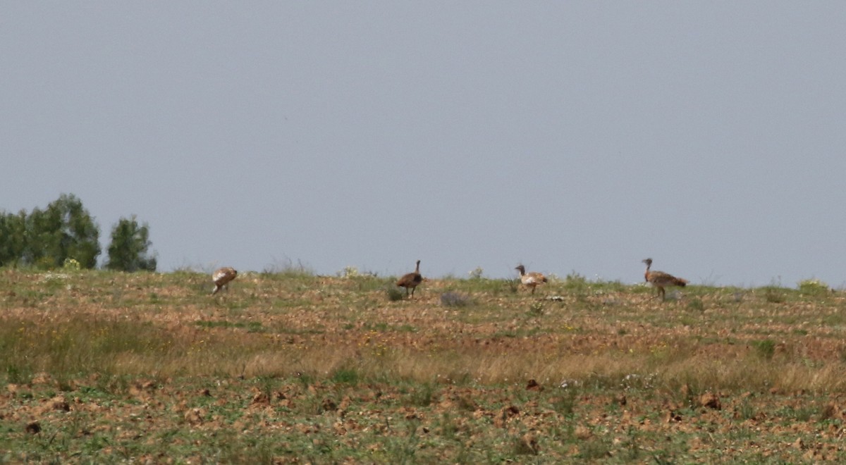 Great Bustard - Jay McGowan