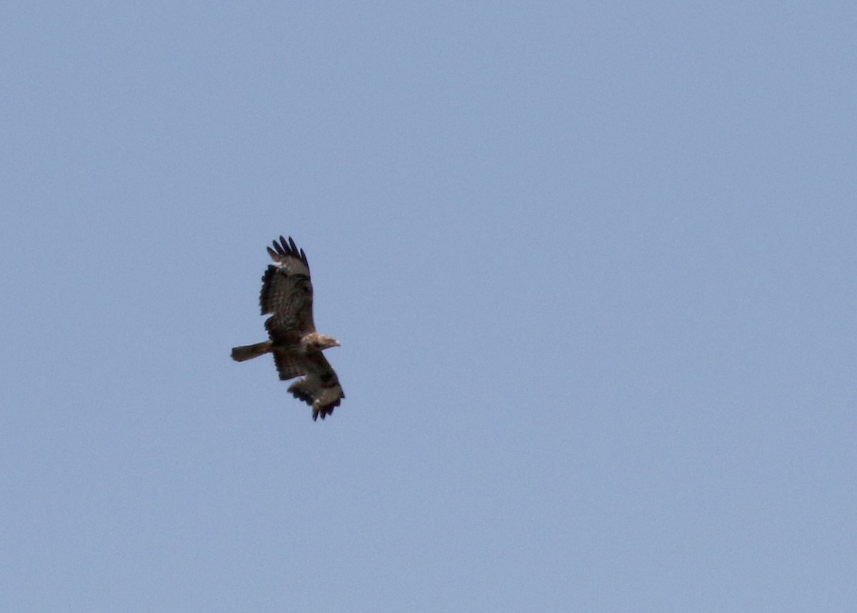 Common Buzzard (Western) - ML108828531