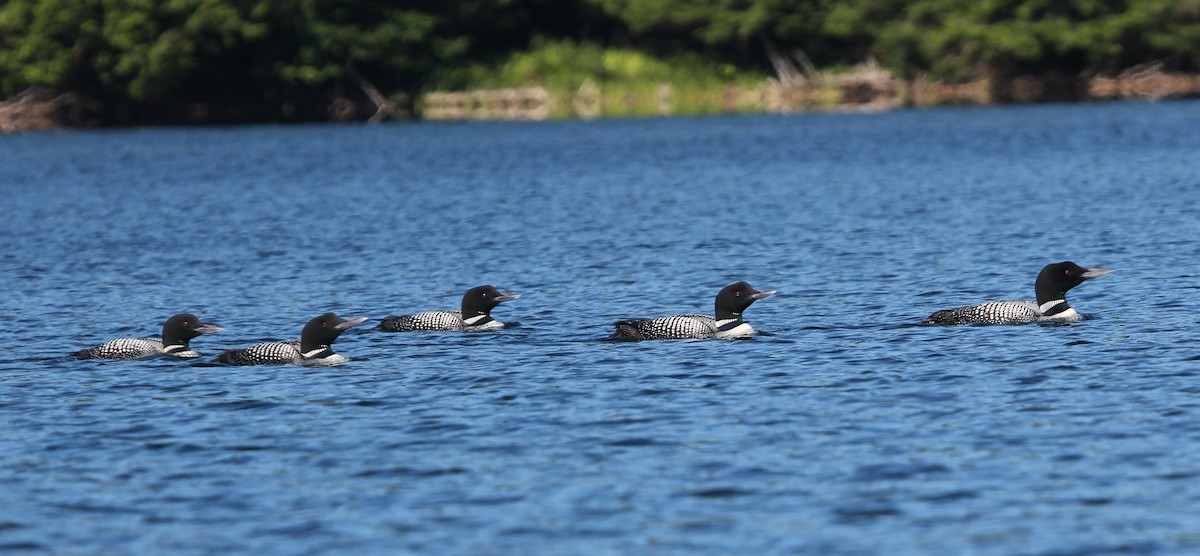 Common Loon - ML108828751