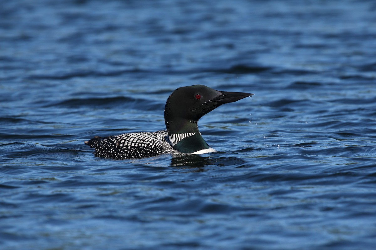 Common Loon - ML108828811