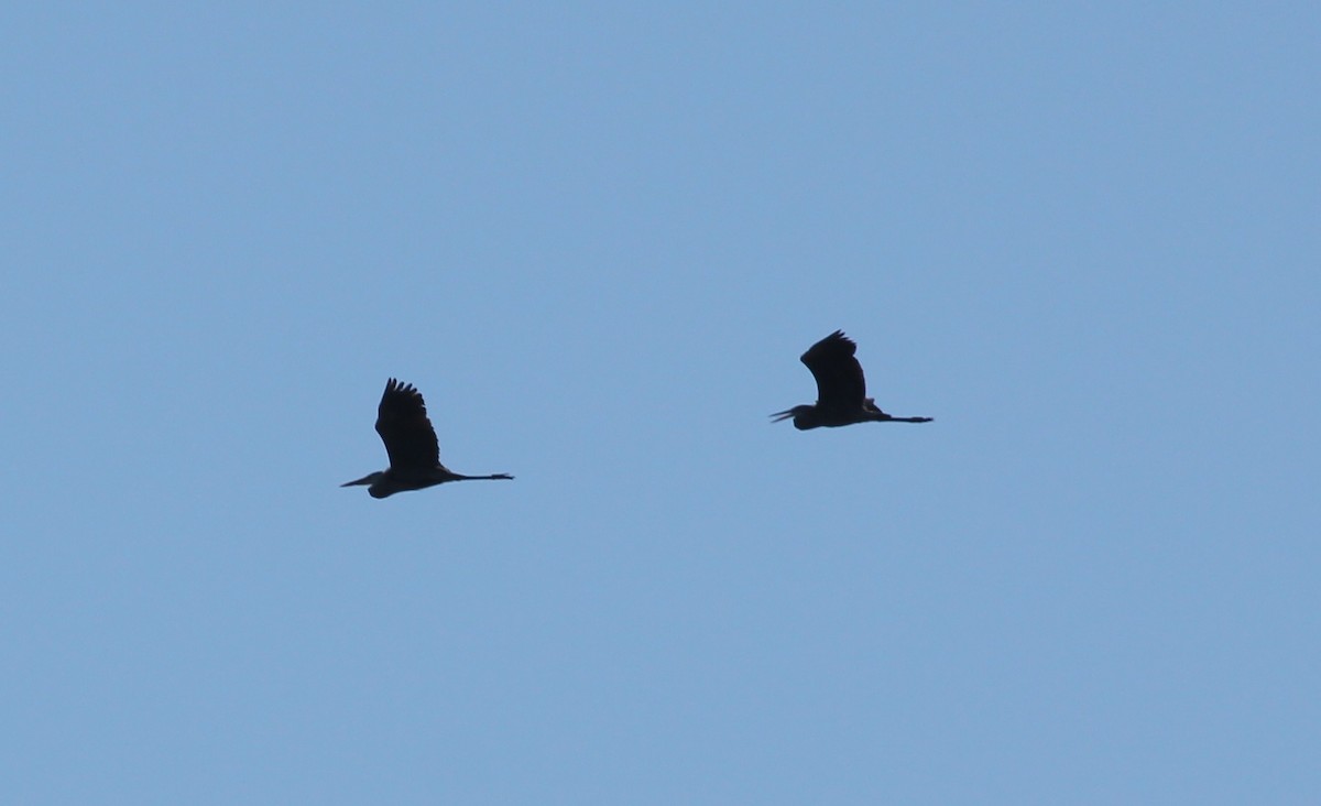 Great Blue Heron - ML108828821