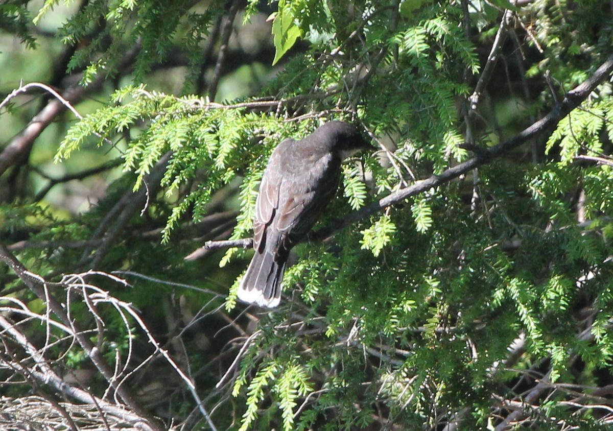 Eastern Kingbird - ML108828851