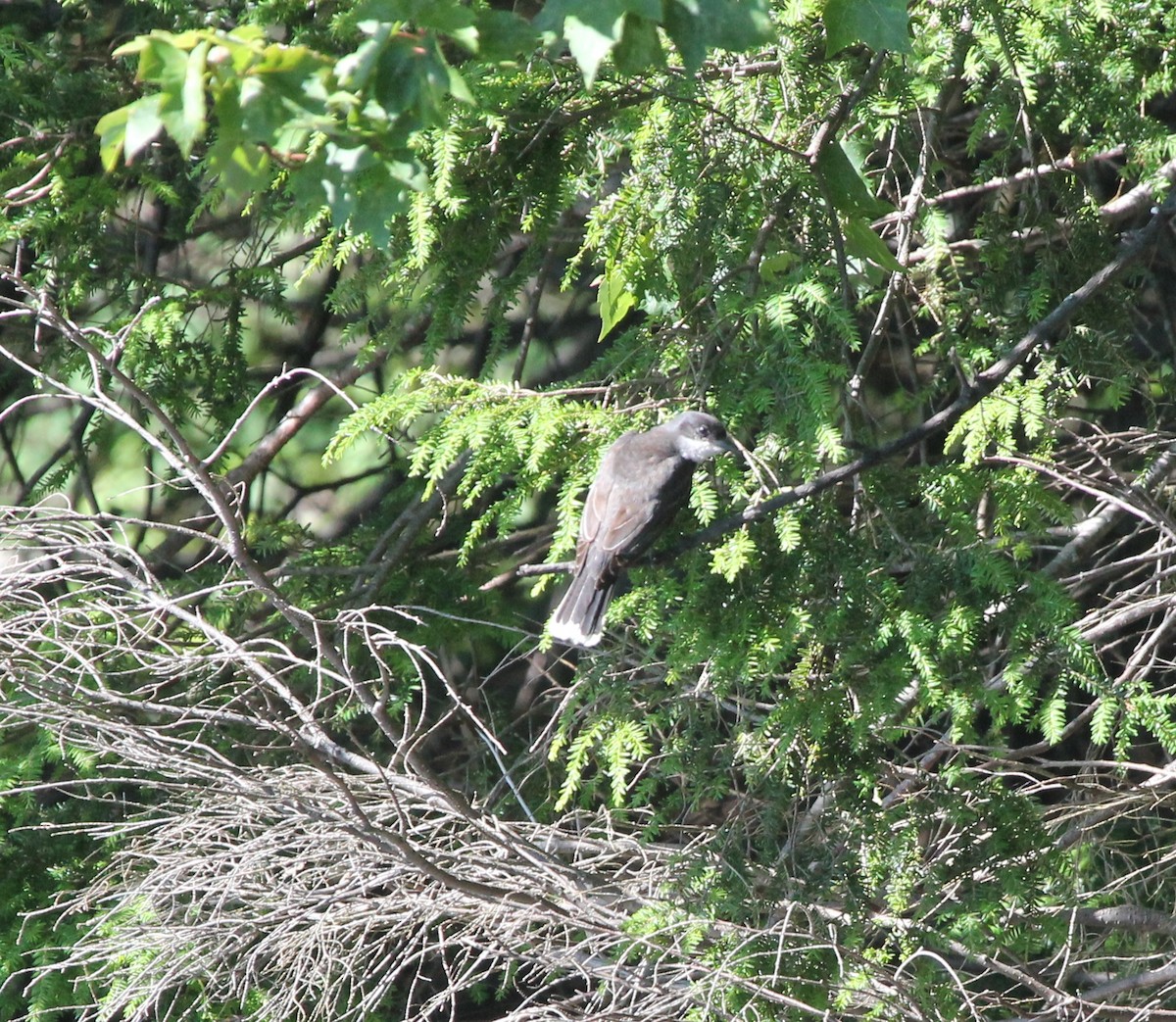 Eastern Kingbird - ML108828881