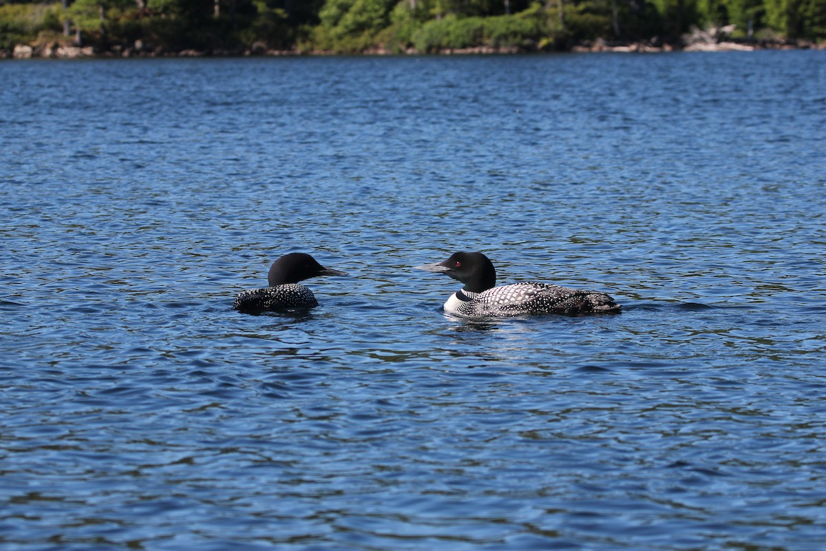 Common Loon - ML108828981