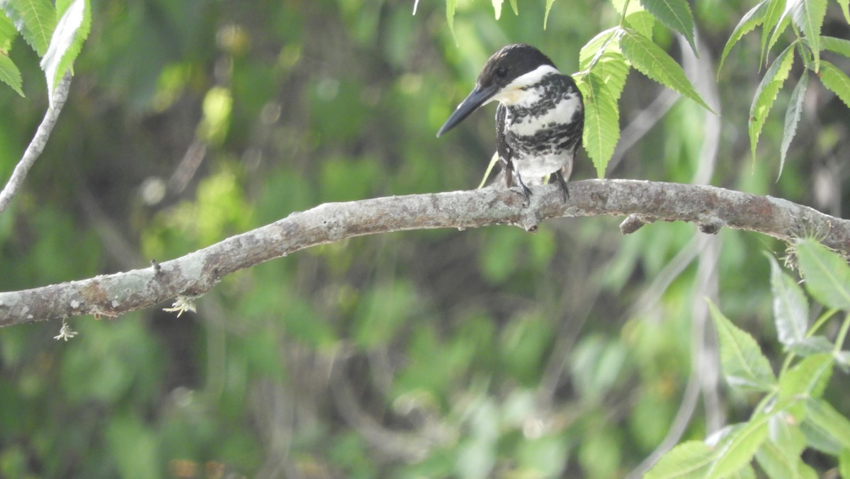 Green Kingfisher - ML108829181