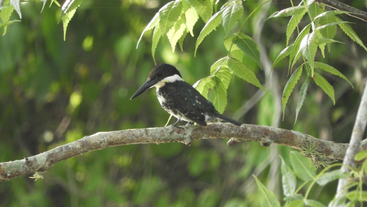 Green Kingfisher - ML108829191