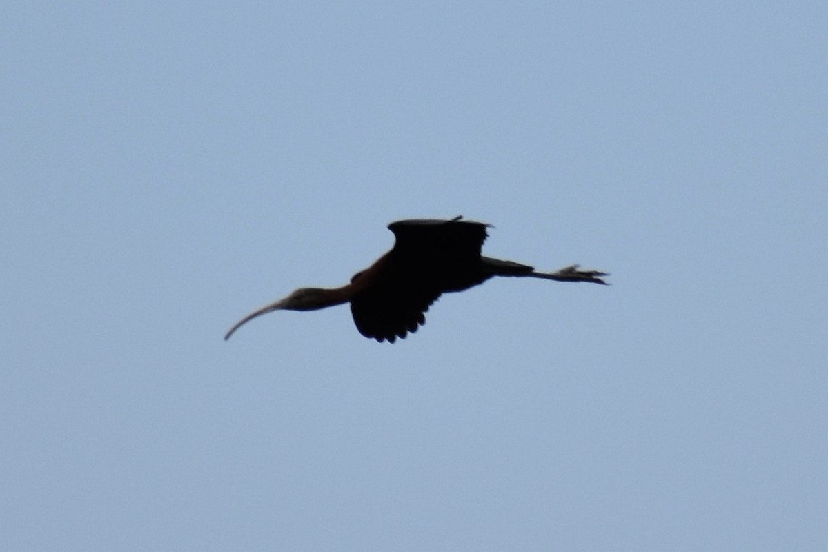 White-faced Ibis - ML108831591