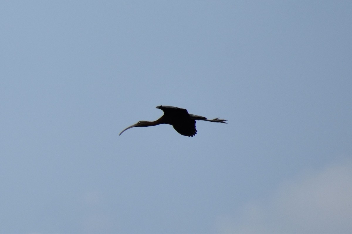 ibis americký - ML108831601