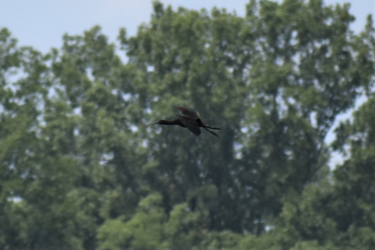 White-faced Ibis - ML108831611