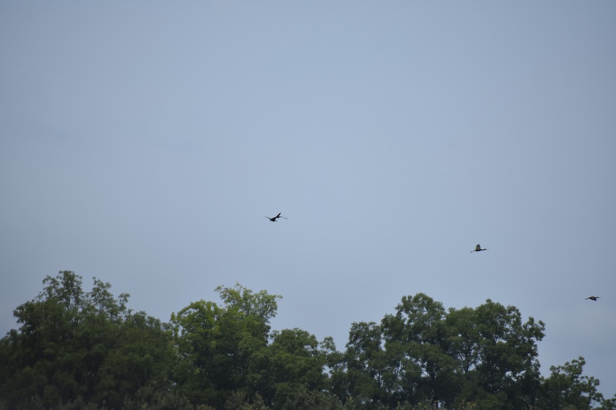 White-faced Ibis - ML108831661