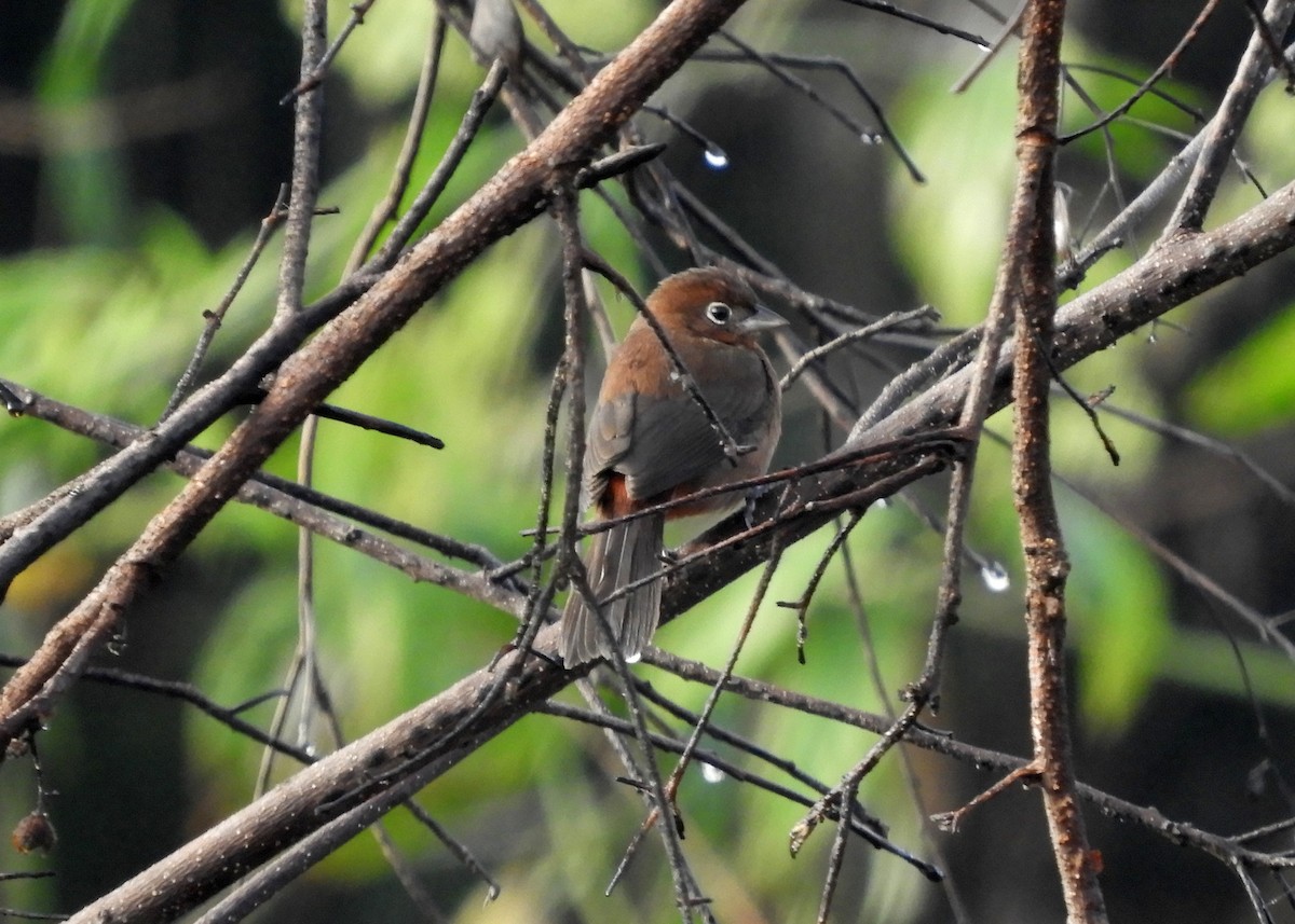 Red-crested Finch - ML108832791