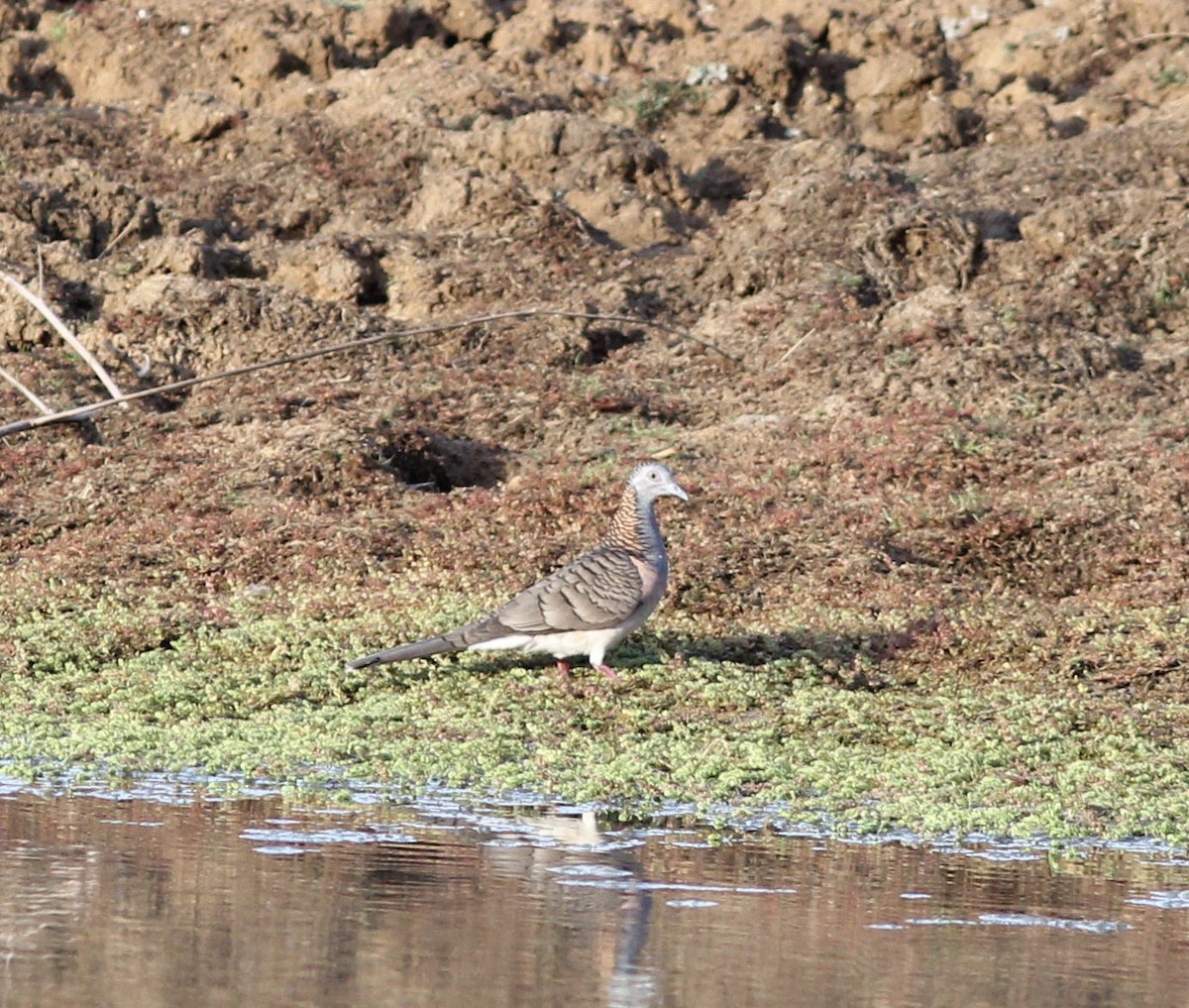 Bar-shouldered Dove - ML108833211