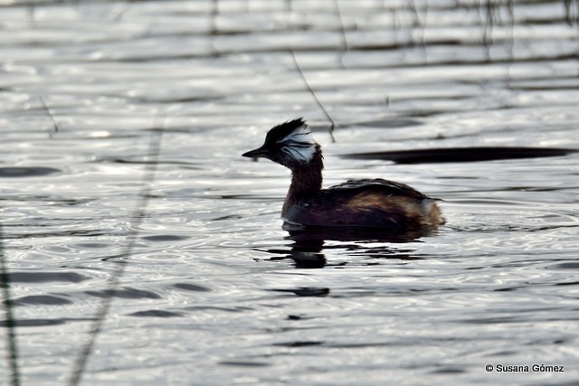 White-tufted Grebe - ML108834181