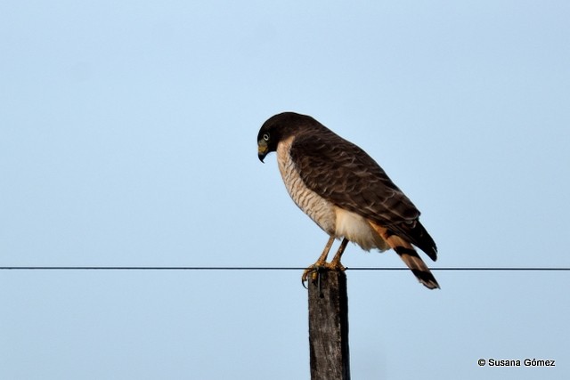 Roadside Hawk - ML108834411