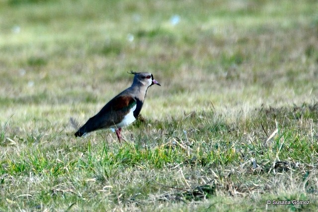 Southern Lapwing - ML108834421