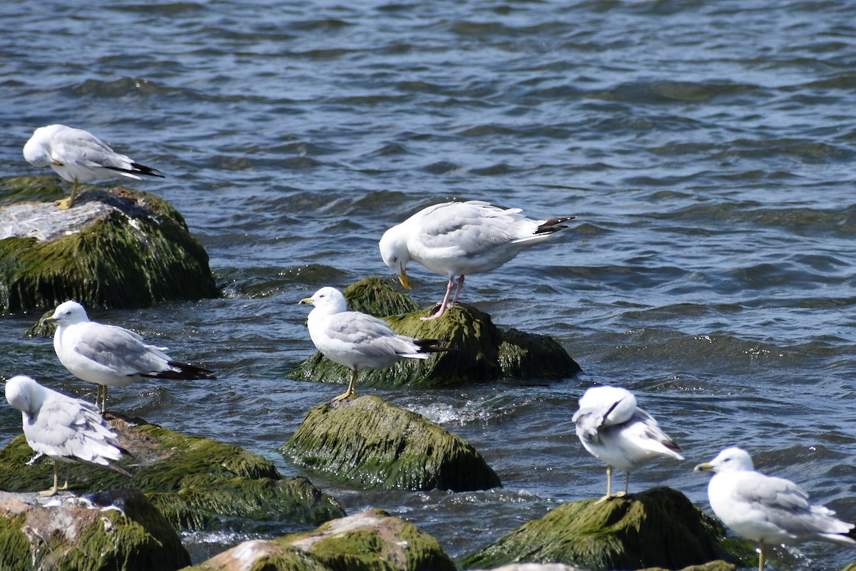 Herring Gull - Robert G. Buckert