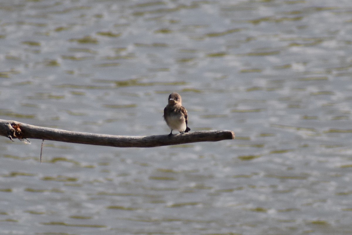 Northern Rough-winged Swallow - ML108835921