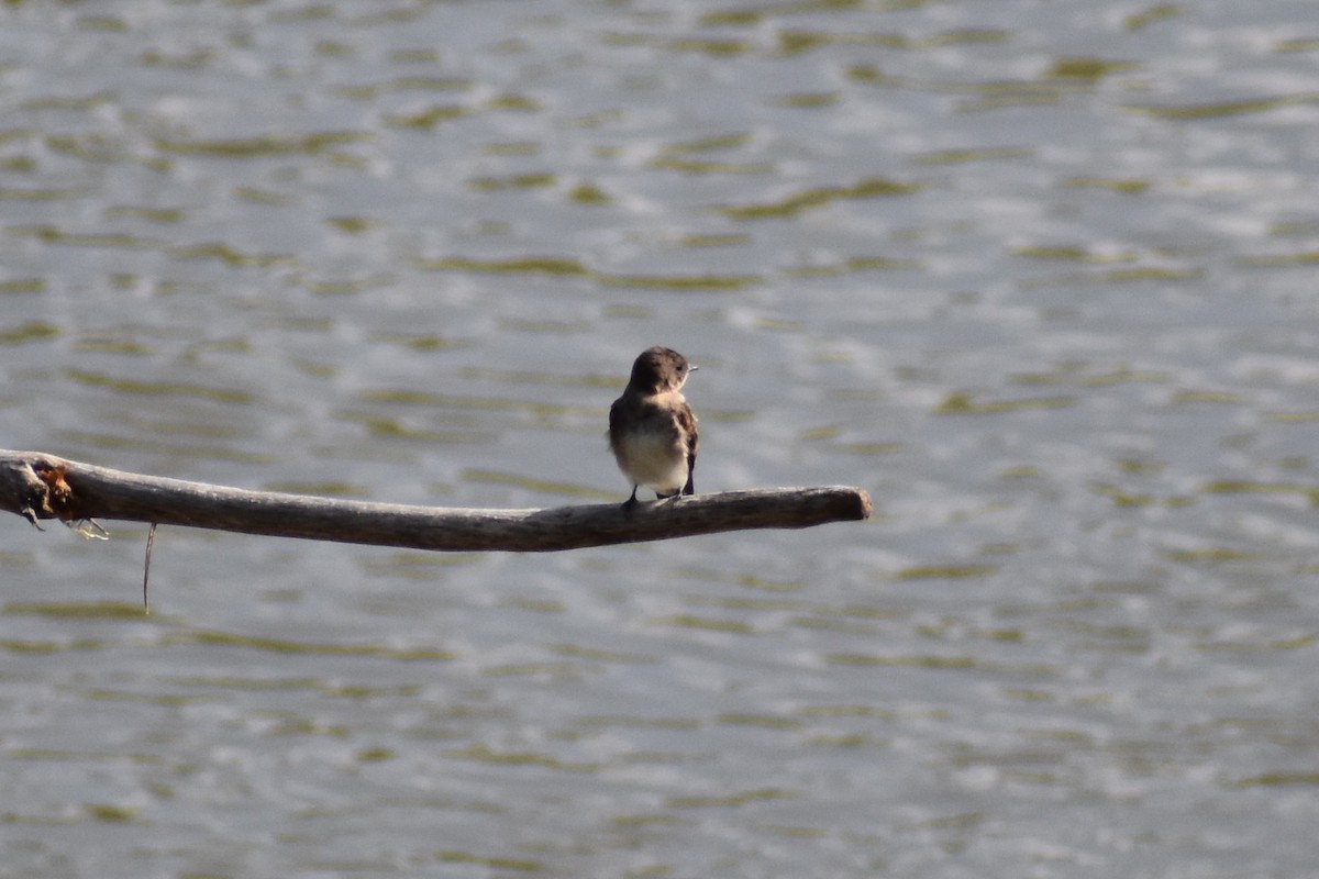 Northern Rough-winged Swallow - ML108835941